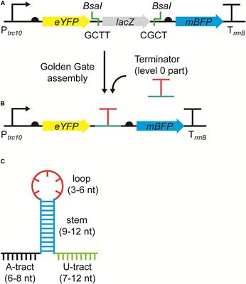 Evaluation and Comparison of the Efficiency of Transcription Terminators in Different Cyanobacterial Species